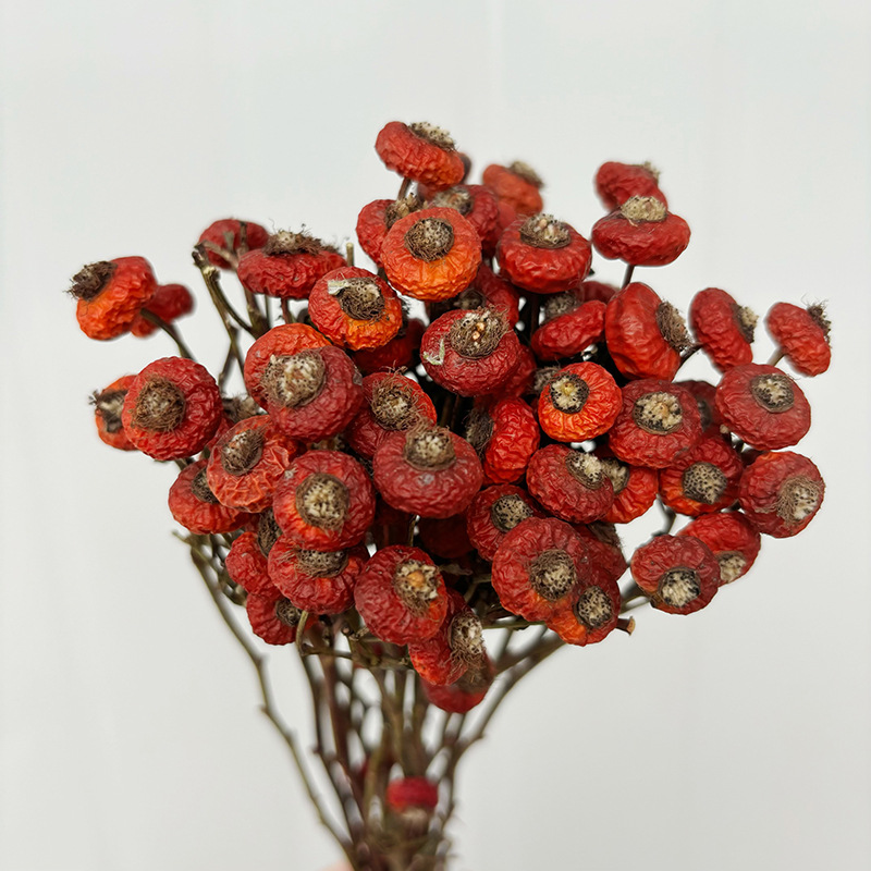 10pcs/Bunch Dried Rose Hip Ber – Dried Flower Bunch Bewertung und Preis