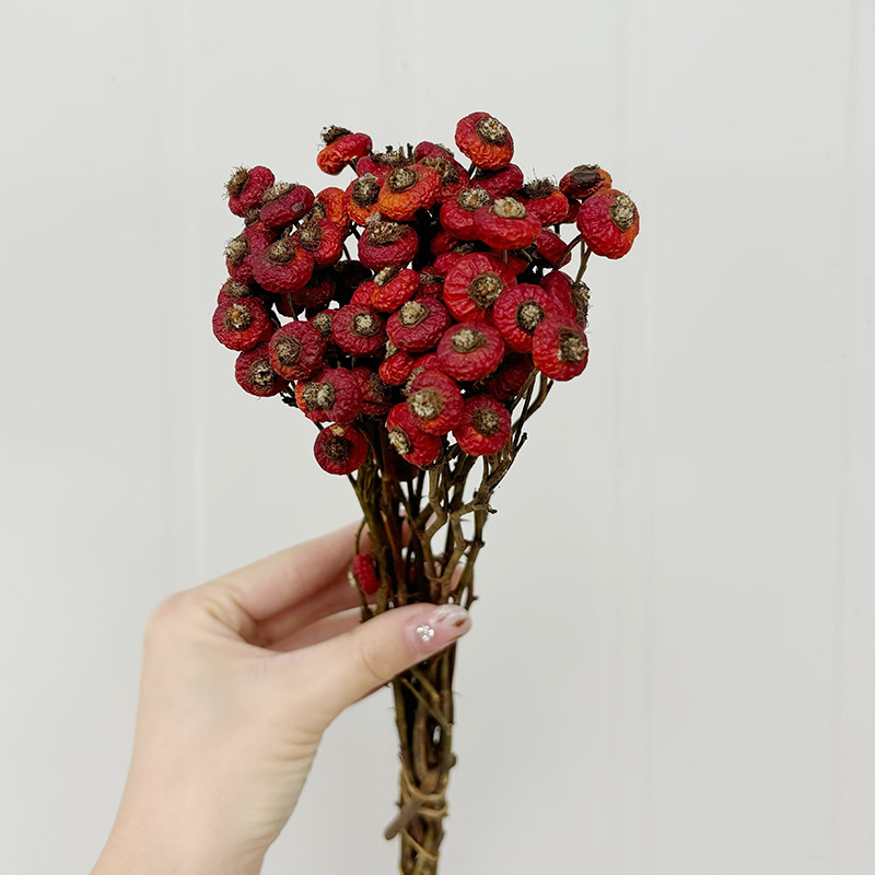10pcs/Bunch Dried Rose Hip Ber – Dried Flower Bunch Bewertung und Preis