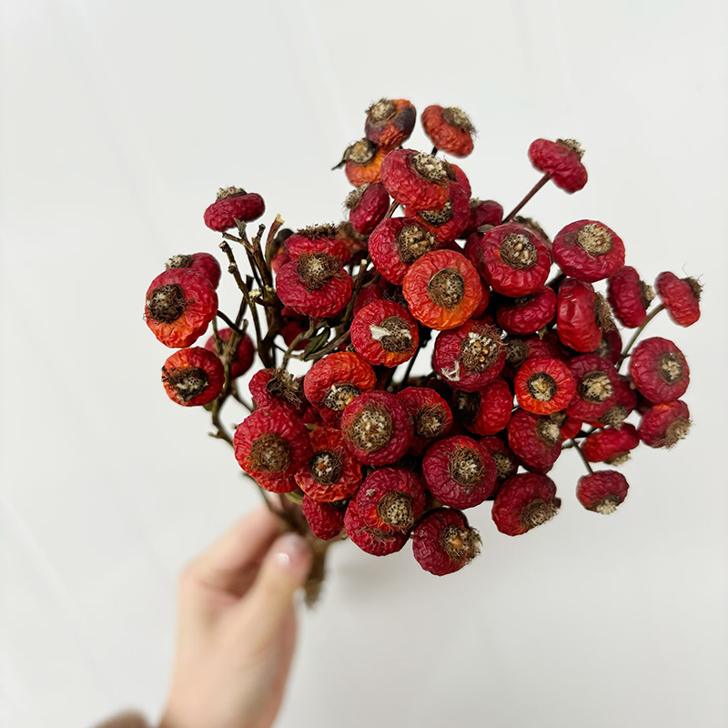 10pcs/Bunch Dried Rose Hip Ber – Dried Flower Bunch Bewertung und Preis