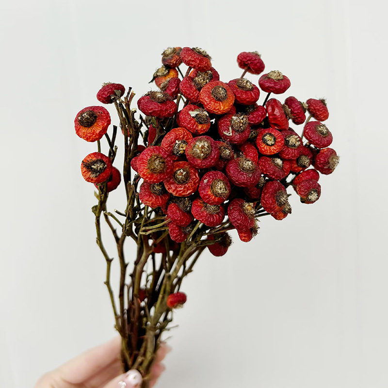 10pcs/Bunch Dried Rose Hip Ber – Dried Flower Bunch Bewertung und Preis