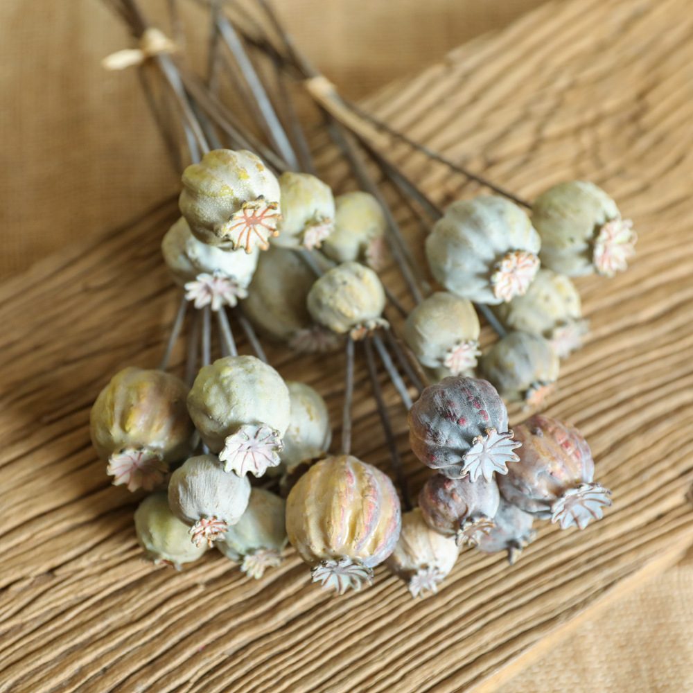 6Heads Poppies Fruit Dried Flo – Dried Flower Bunch Bewertung und Preis