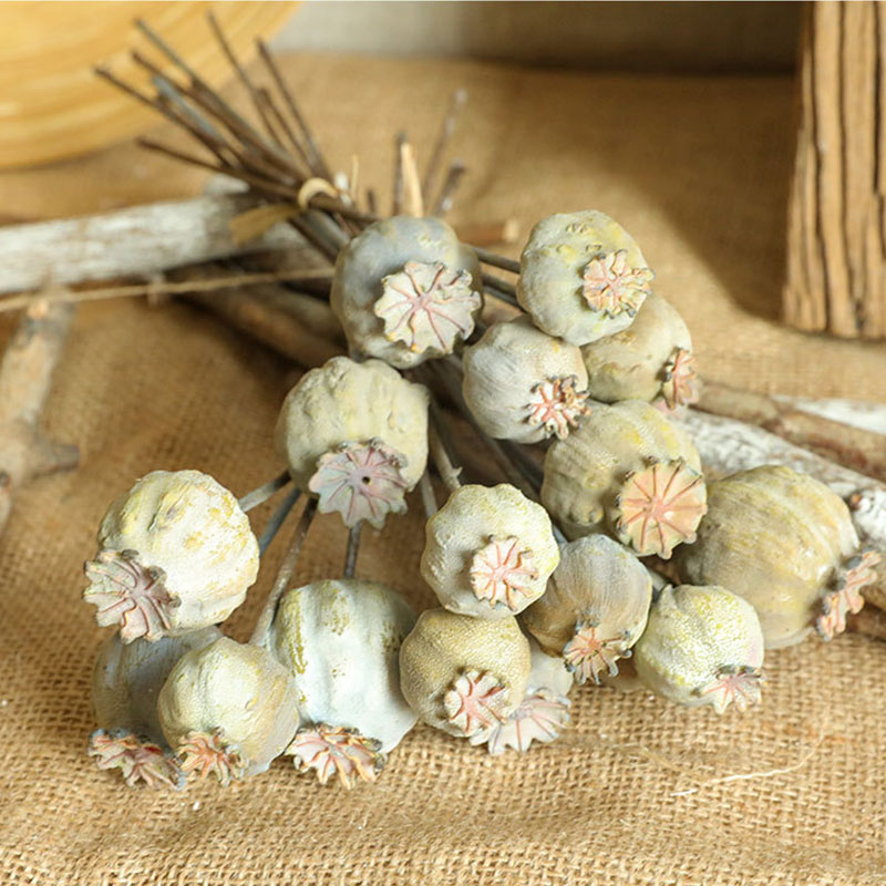 6Heads Poppies Fruit Dried Flo – Dried Flower Bunch Bewertung und Preis