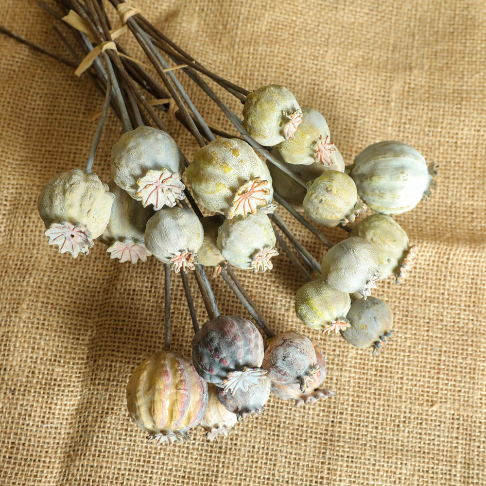 6Heads Poppies Fruit Dried Flo – Dried Flower Bunch Bewertung und Preis