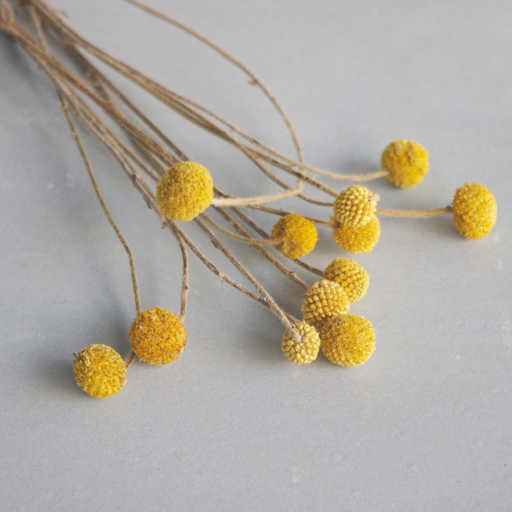 20pcs Natural dried Craspedia  – Dried Flower Bunch Bewertung und Preis