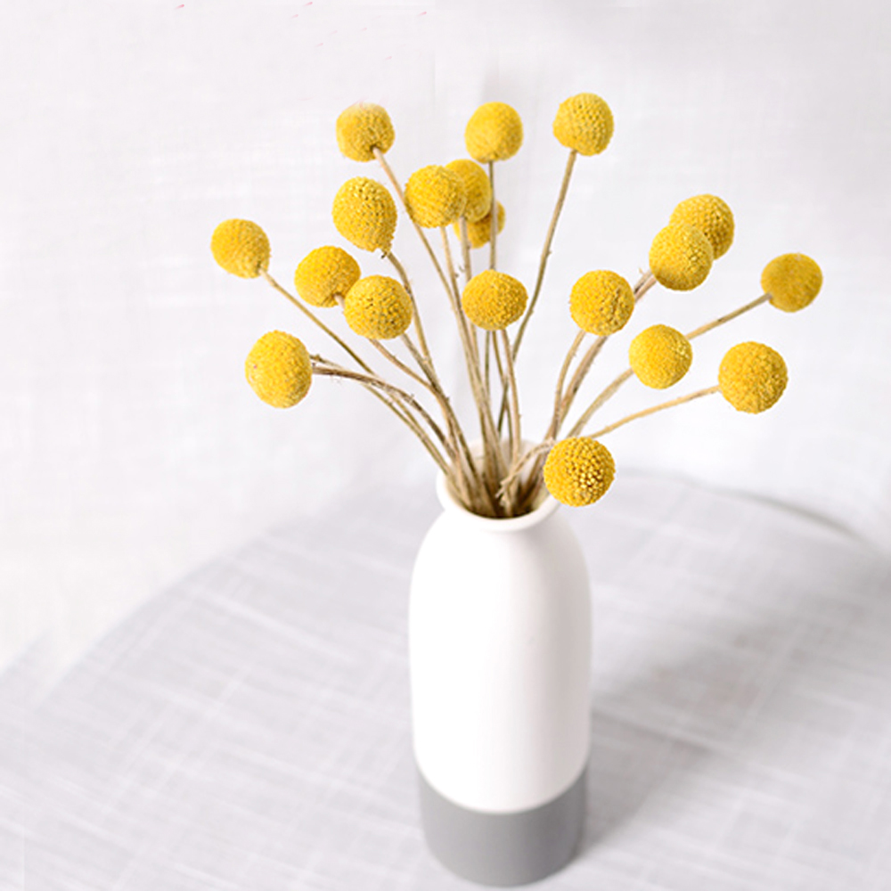 20pcs Natural dried Craspedia  – Dried Flower Bunch Bewertung und Preis