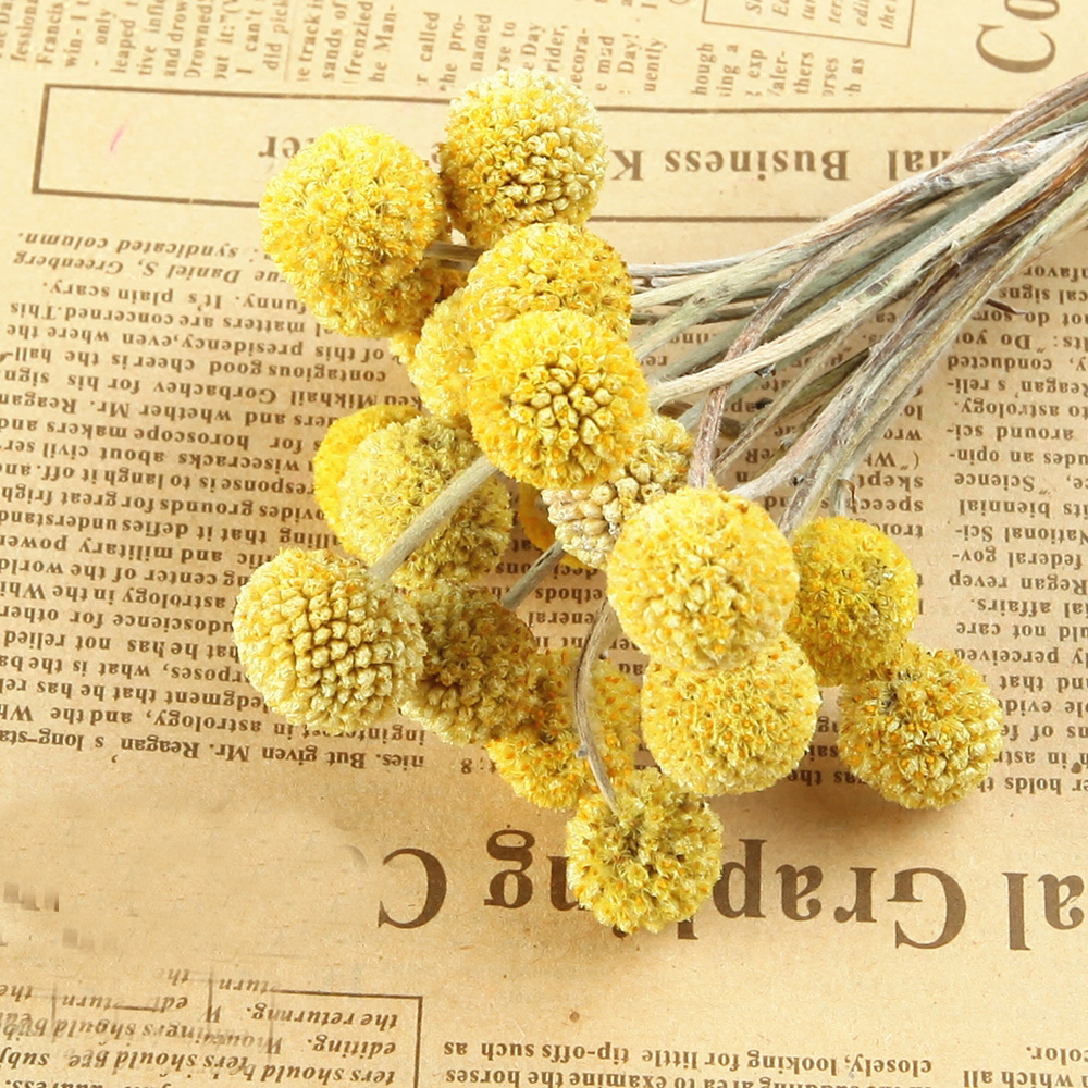 20pcs Natural dried Craspedia  – Dried Flower Bunch Bewertung und Preis