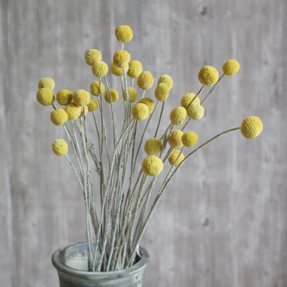 20pcs Natural dried Craspedia  – Dried Flower Bunch Bewertung und Preis