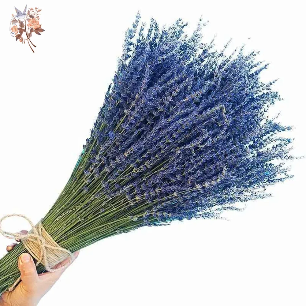 50g Natural Dried Lavender Bou – Dried Flower Bunch Bewertung und Preis