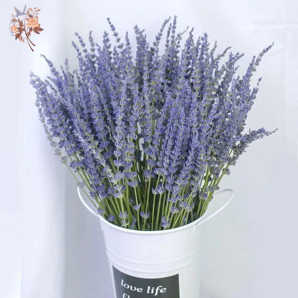 50g Natural Dried Lavender Bou – Dried Flower Bunch Bewertung und Preis