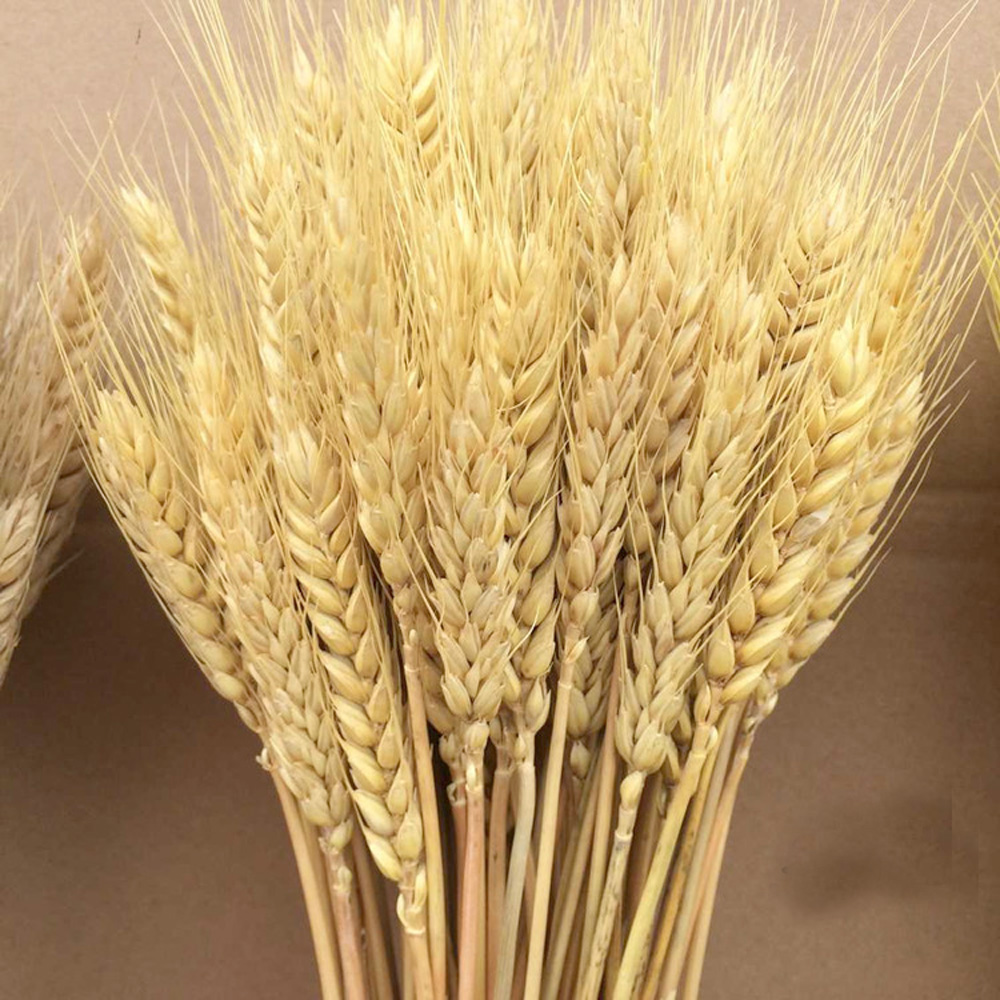 50pcs natural dried flower bou – Dried Flower Bunch Bewertung und Preis