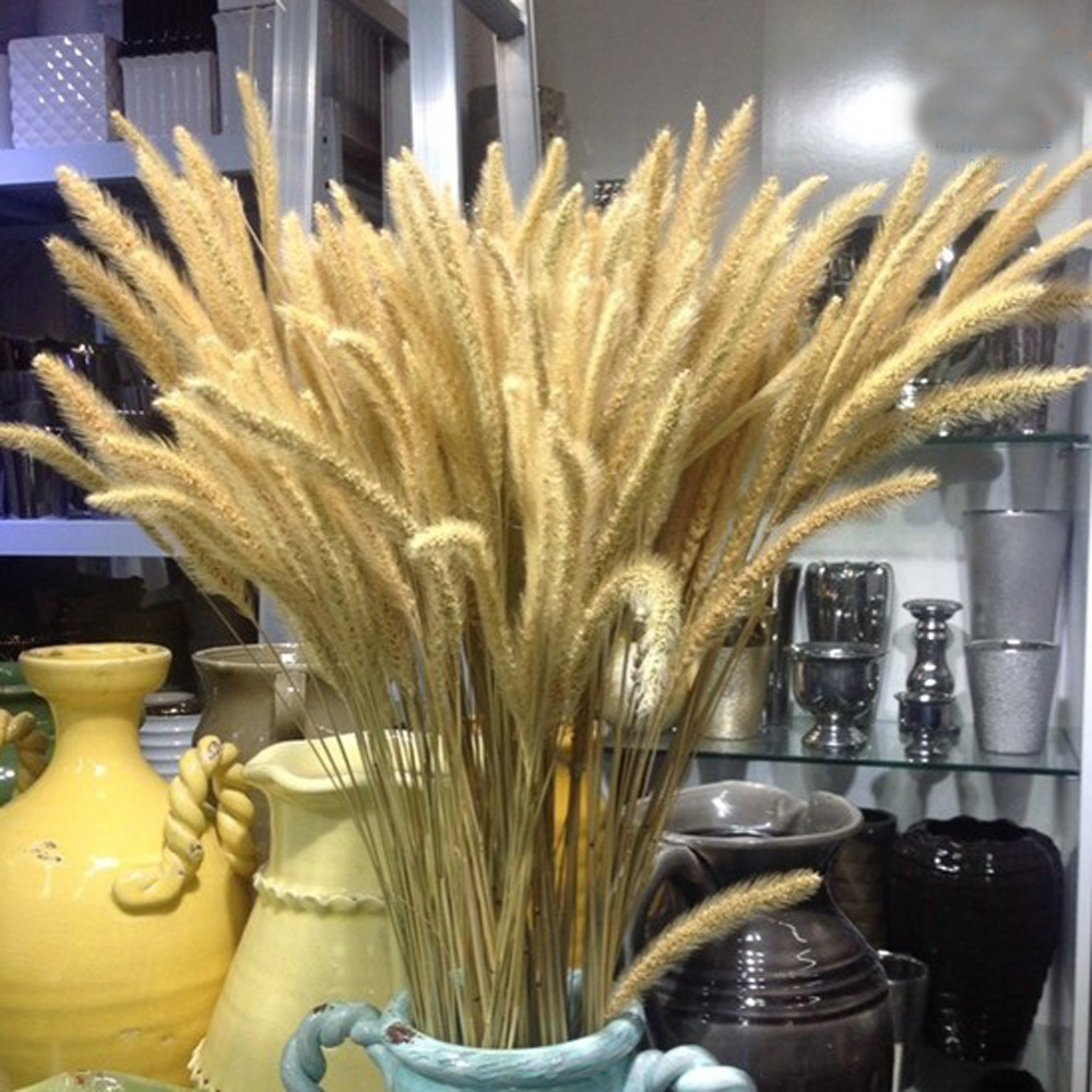 200pcs natural dried Lagurus o – Dried Flower Bunch Bewertung und Preis