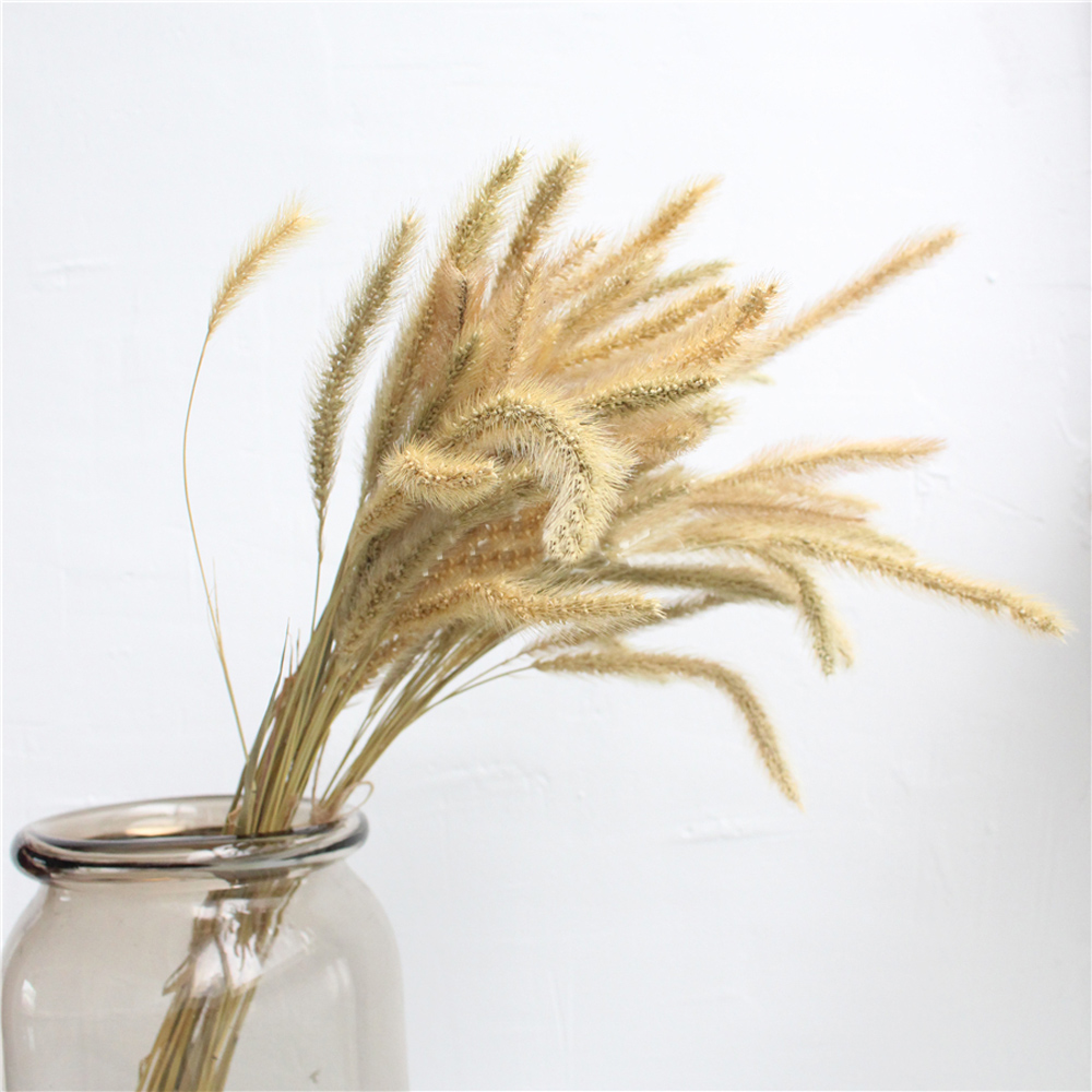 200pcs natural dried Lagurus o – Dried Flower Bunch Bewertung und Preis