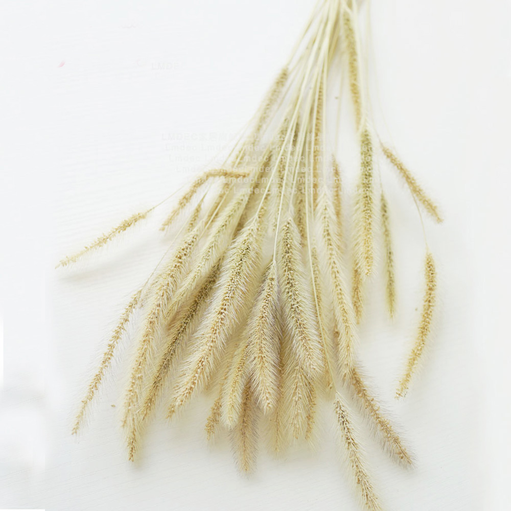 200pcs natural dried Lagurus o – Dried Flower Bunch Bewertung und Preis