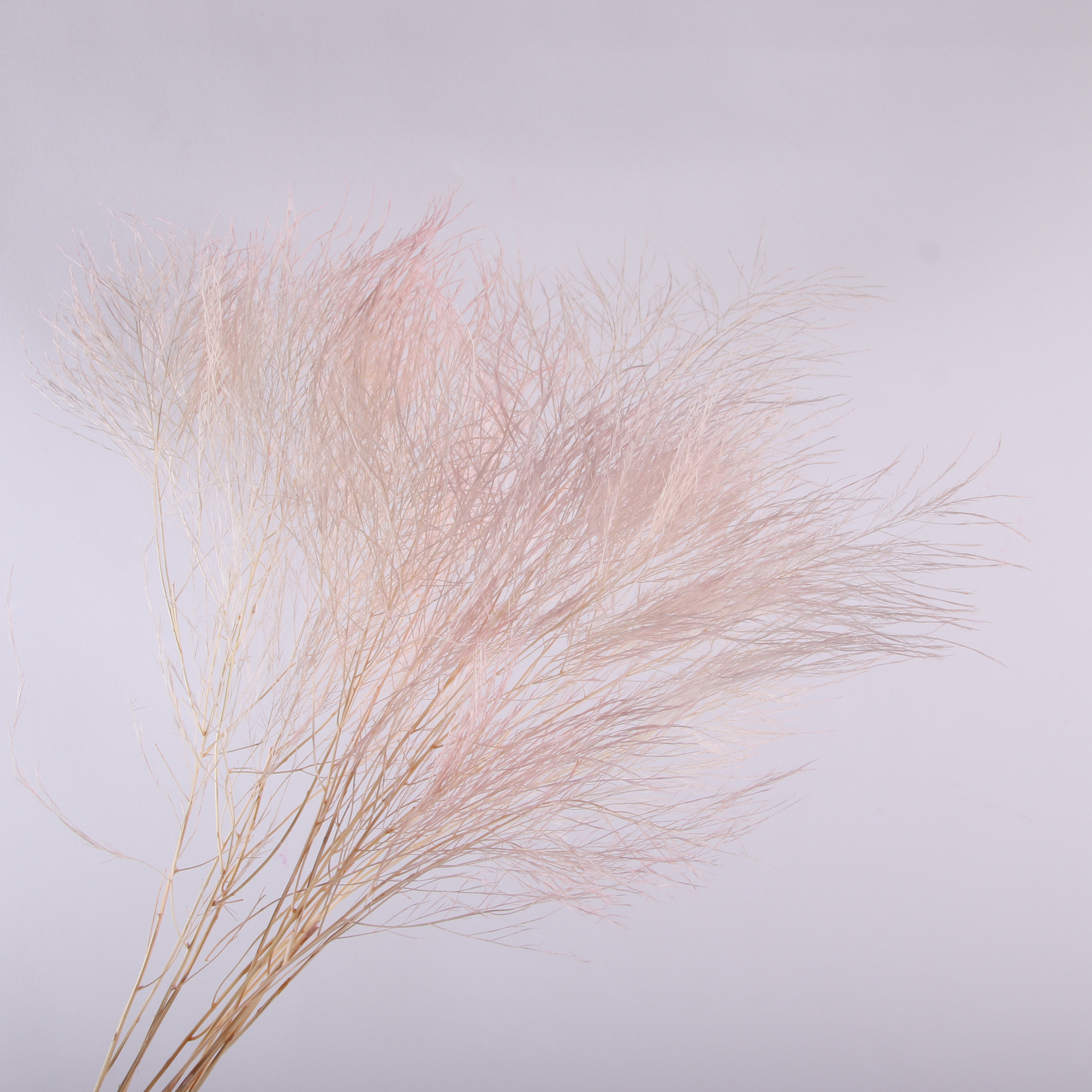 10pcs/bunch Dried Flower Bouqu – Dried Flower Bunch Bewertung und Preis