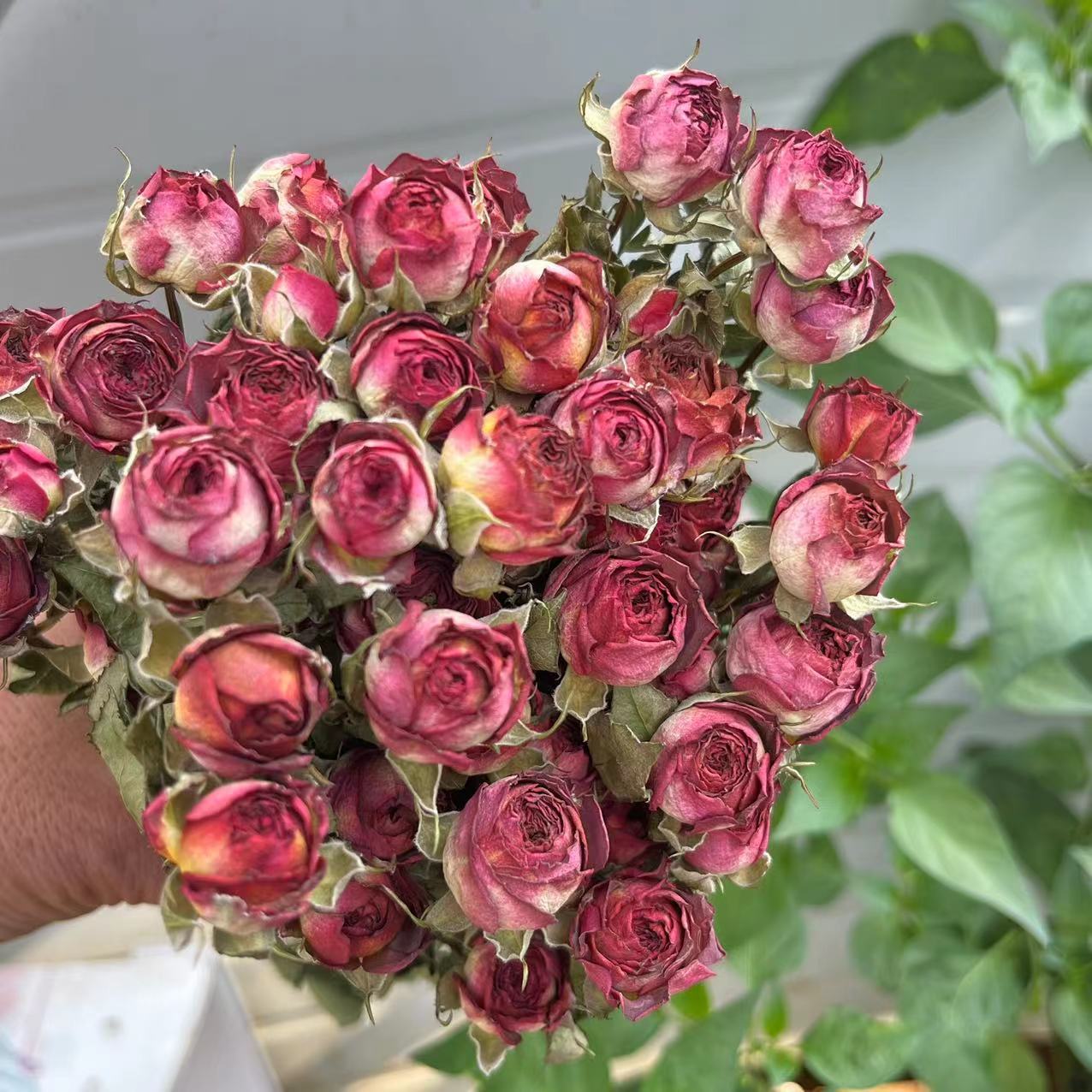 a lot Small Rose, Decorative N – Dried Flower Bunch Bewertung und Preis